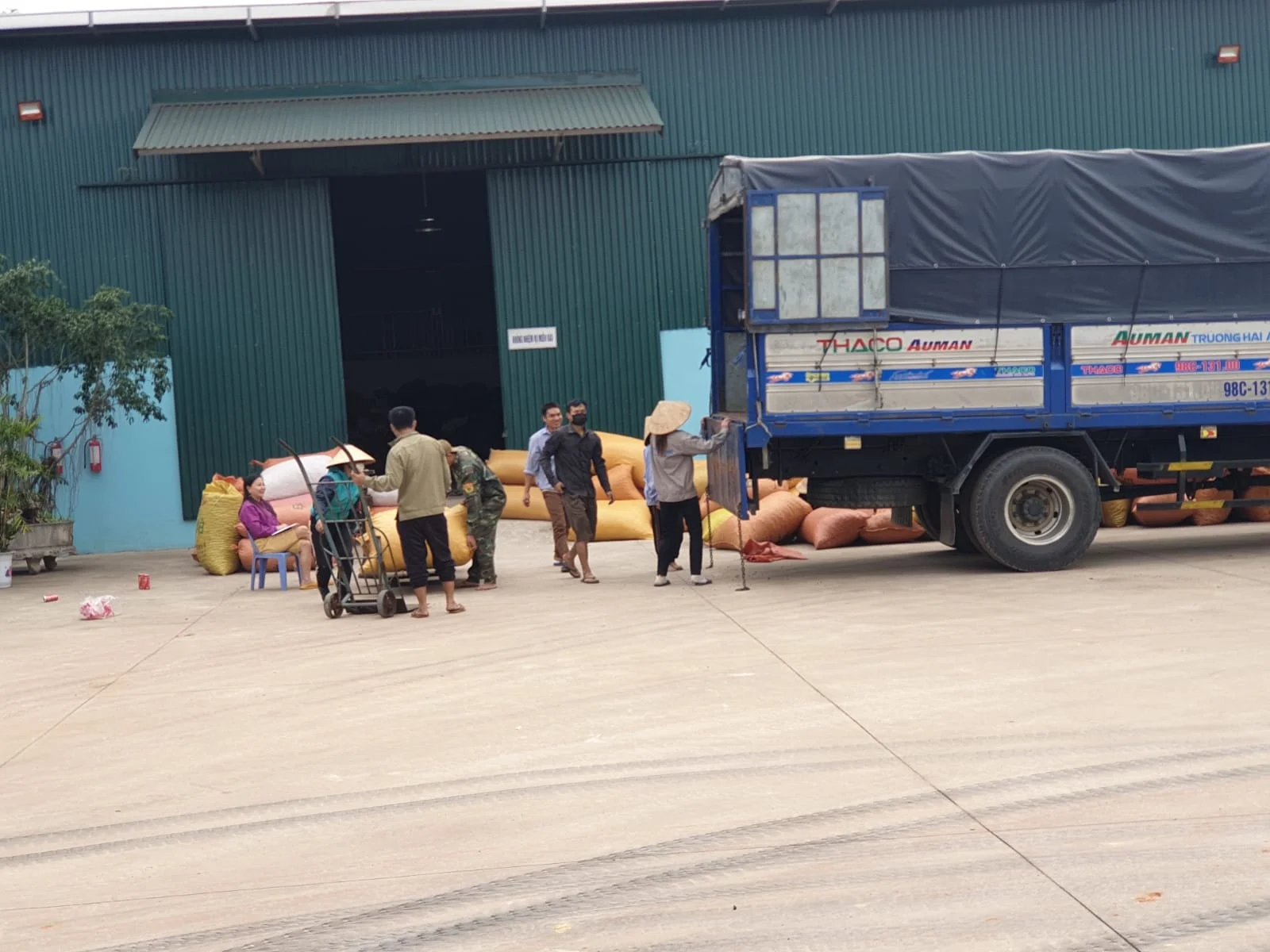 Cassia powder Cigarette Cinnamon Split Cassia Best Quality Cheapest Price 2021 Crop