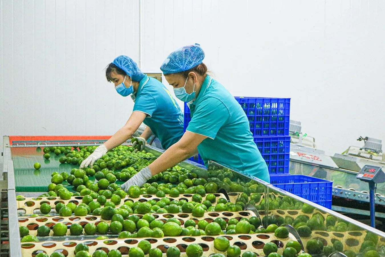 High Quality Fresh Seedless Lime Top Citrus Fruit Export from Vietnam at Low Price