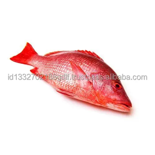 100% Best Quality Fish Customized Package Raw Cheap Price Fresh fish Premium Quality Fish From Indonesia