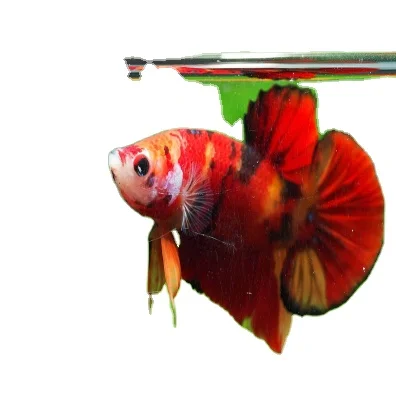 Рыба бета-бета из живой полулуны