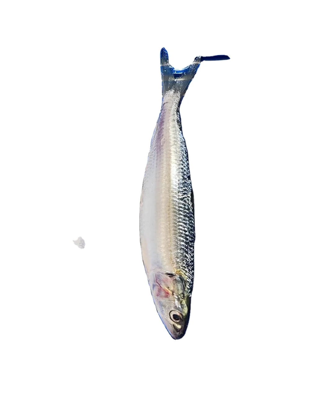 FROZEN WHOLE ROUND SARDINE FISH GOOD QUALITY TOP SELLING FISH WITH 24 MONTHS SHELF LIFE FROM OMAN
