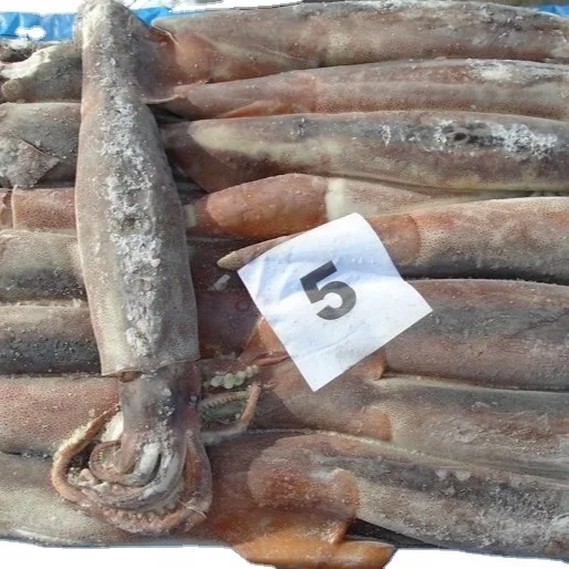 TOP SALE GUARANTEED QUALITY WHOLESALE PRICE FROZEN ILLEX SQUID SEAFROZEN-JIGGER