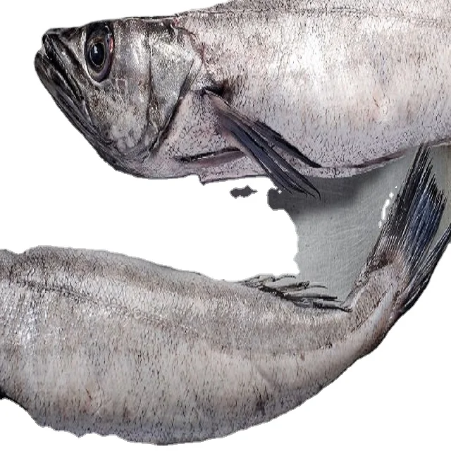 Frozen Hake Gayi  Bulk Quantity at Wholesale Price