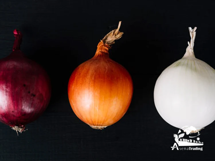 High quality The most popular wholesale Fresh oignons Shallot Peeled Onion Red Yellow White Organic Onion
