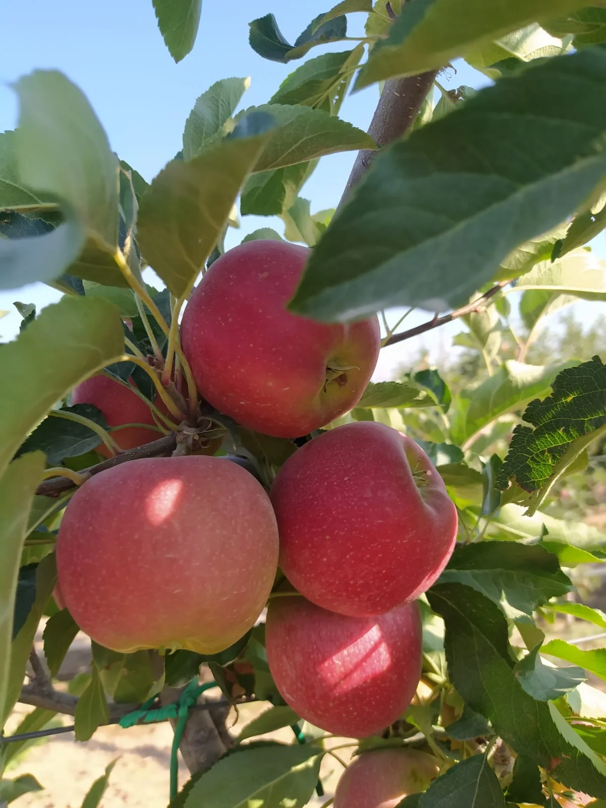 FRESH APPLES FROM TURKEY TO INDIA HIGH QUALITY FRESH PACKING 18 KG COLOR RED CIF FRESH FRUIT PLACE MODEL AGROWELL TURKISHGOODS