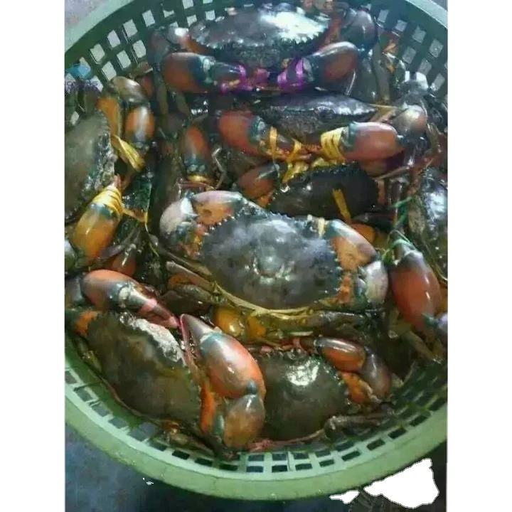 Premium Quality Bangladeshi Fresh Mud Crab live Premium Grade High Protein Good Taste Large Sizes Seafood Frozen Soft Shell Crab