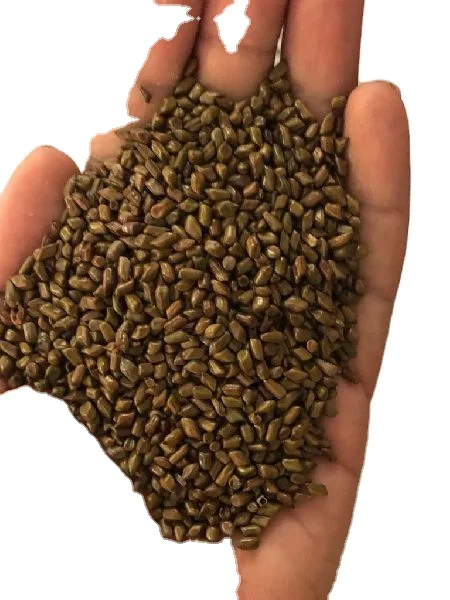 Best Quality Pure Natural Cassia Tora Seeds Herbs medical sortex clean organic product in customer packing