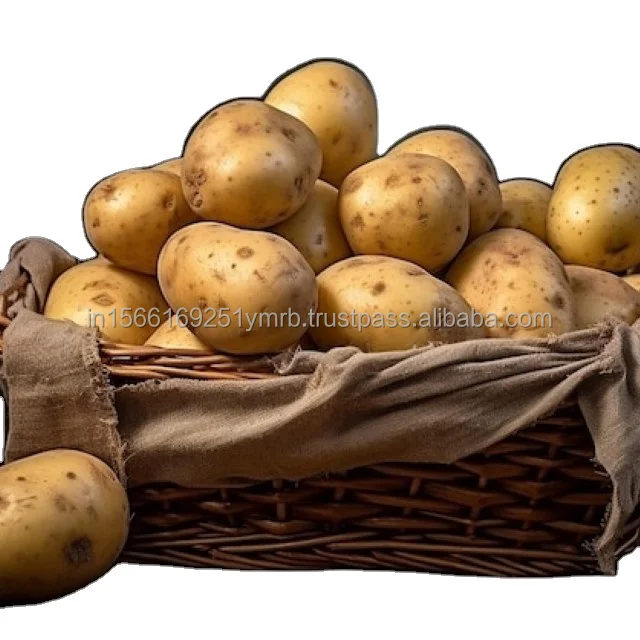 Top Selling Export Oriented High Quality 100% Organic Fresh Potato Oval Shape Potatoes