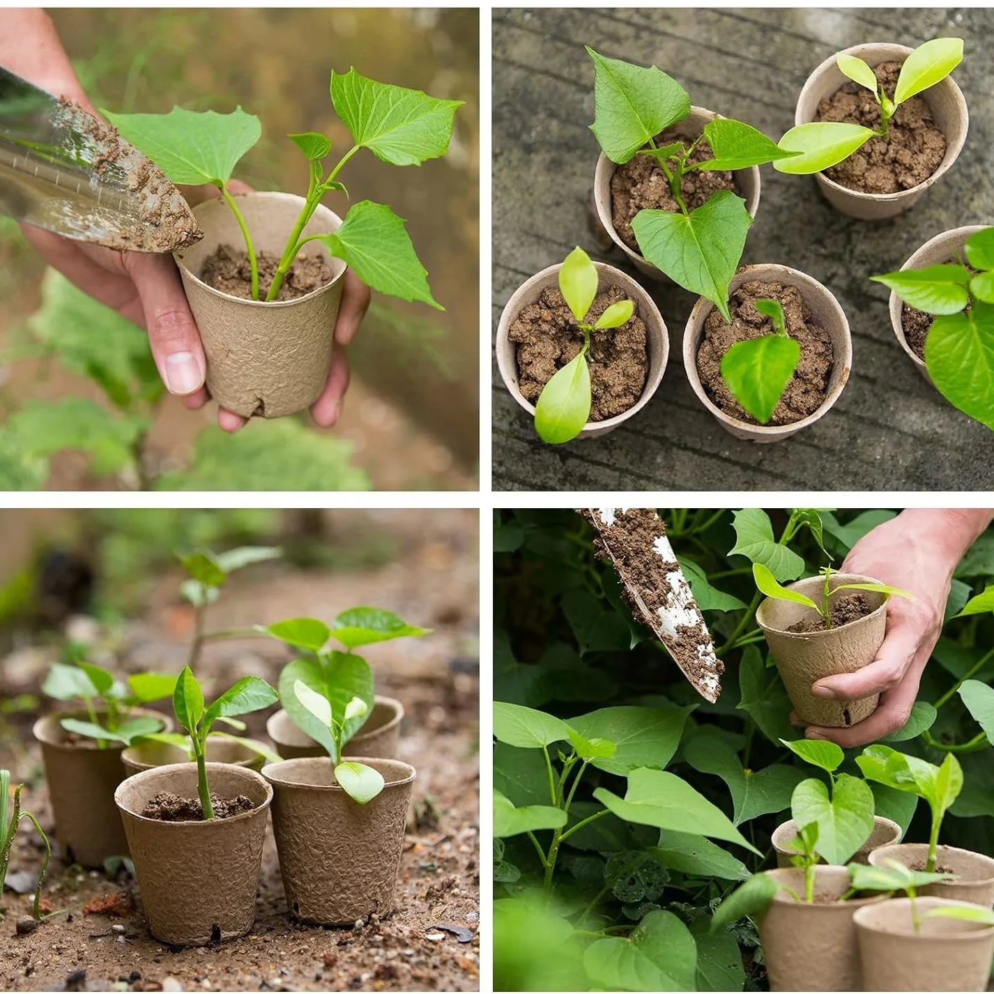 biodegradable Seedling Starter paper pulp flower pots paper cup peat pots for Vegetable & Flower