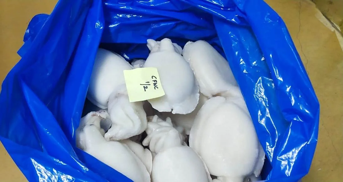 TOP QUALITY FROZEN CUTTLEFISH WHOLE CLEANED A GRADE FROM INDIA