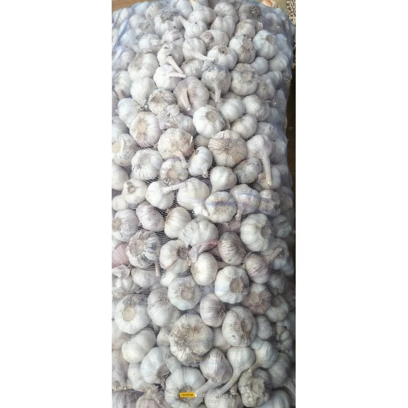 Top quality available  for Elephant Garlic