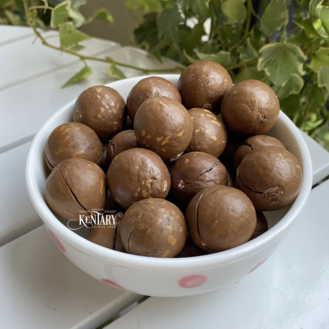 Guaranteed Quality Macadamia Nut Cracker, 100% Pure Non-GMO, Best Price, Bulk, Vietnam, Fresh Cashews