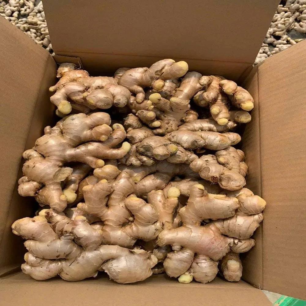 Factory Supply Fresh Old Ginger Root Mature Super Healthy Fresh Yellow Ginger In Vietnam/ Fresh Ginger Price In Vietnam Supplier