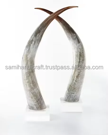 Decorative Mounted Natural Buffalo Horn best quality