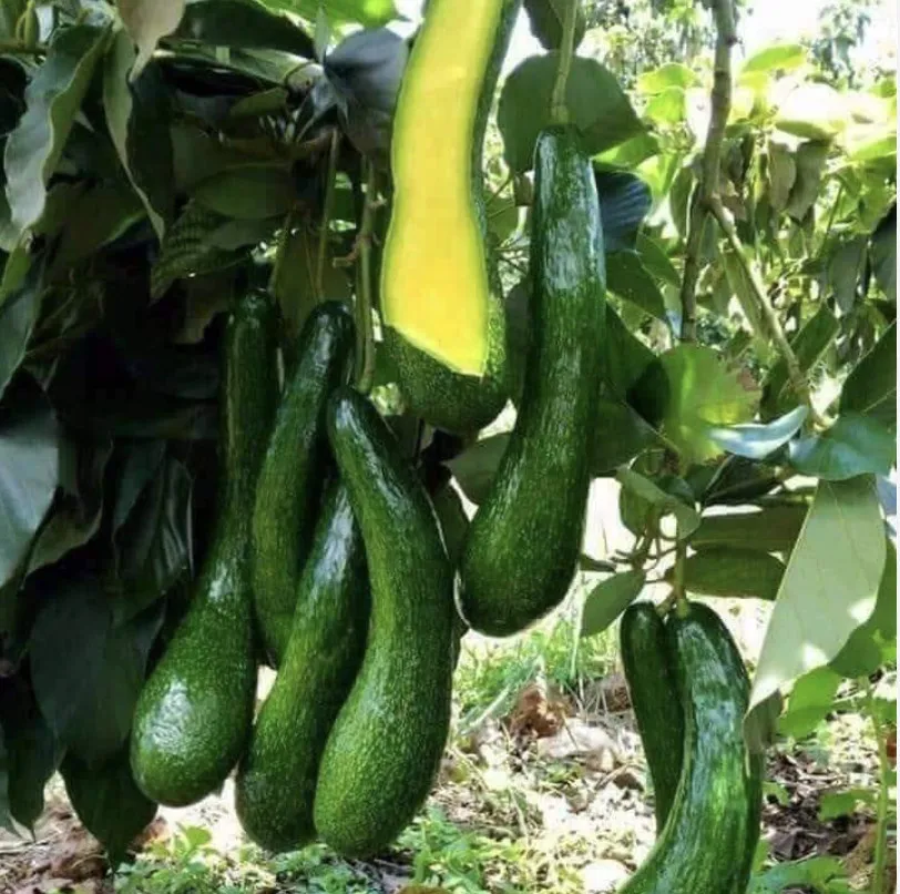 High quality cheap price fresh Avocado From Vietnam for good health packing customer label and barcode