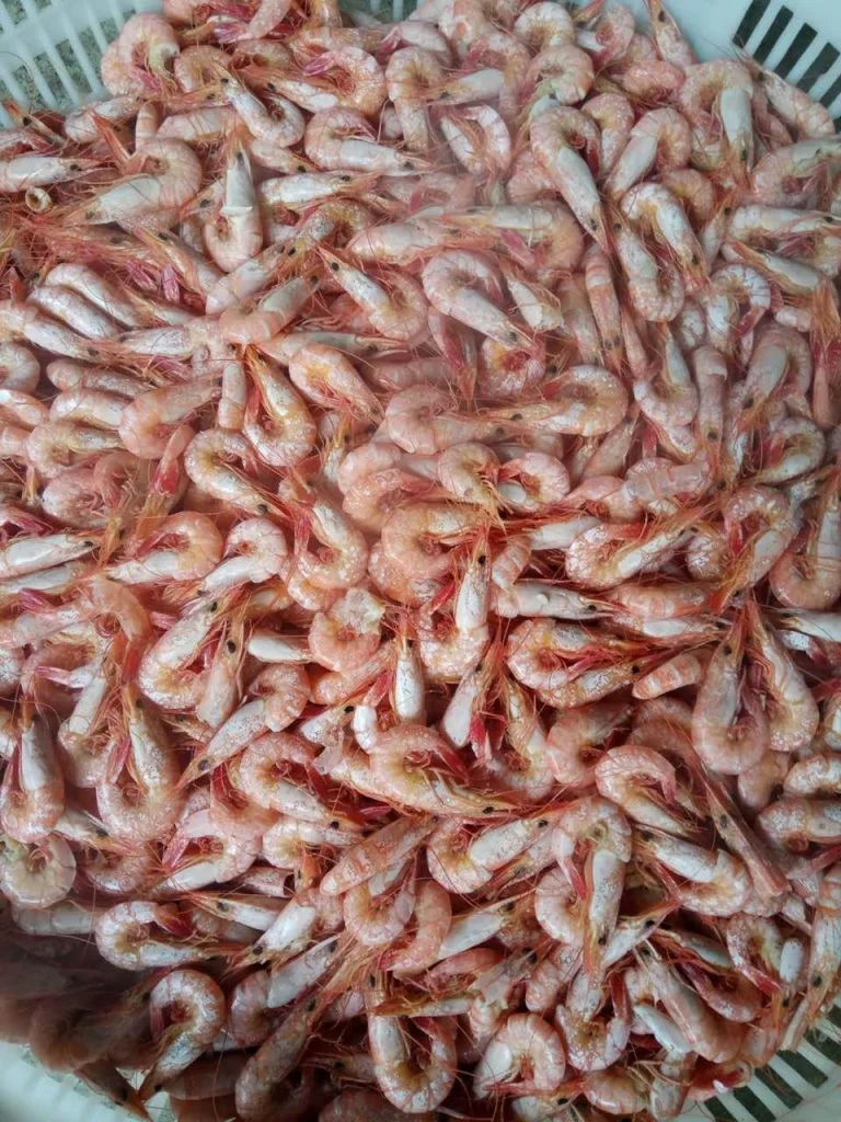 Exporting Bulk Frozen Fresh Whole Frozen Cat Tiger Shrimp  From Vietnam With Best Price