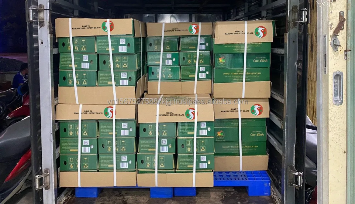 [HOT] High quality fresh Cat chu mangoes fresh fruit natural export from reputable manufacturers in Vietnam