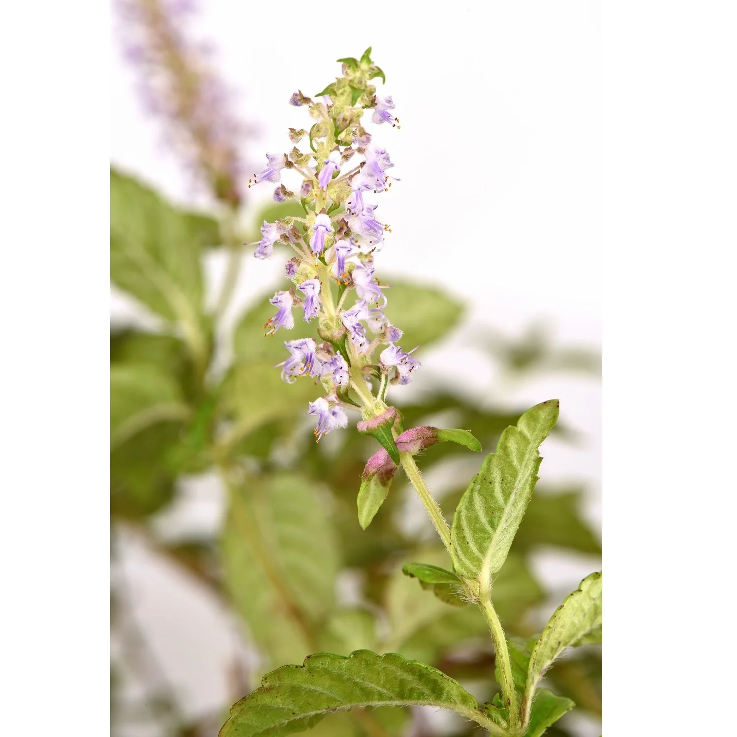 New Choice Hot Product Normal Feature 2 years Mesona Fairy Jelly From Vietnam 2022