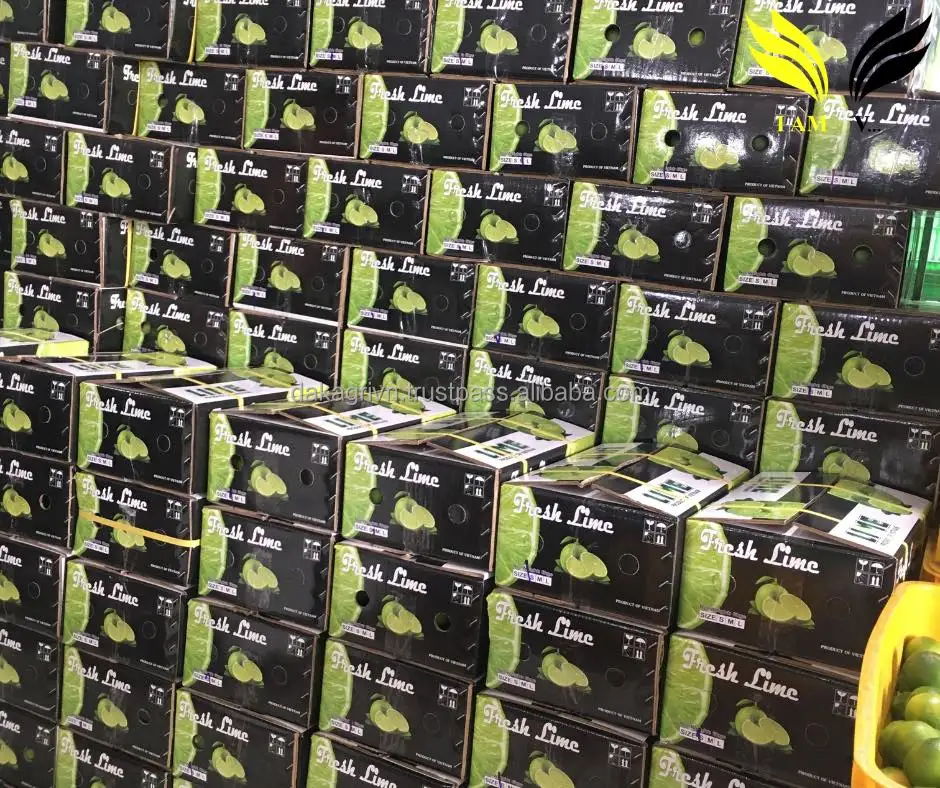 OEM 6.5KG High Quality 100% Fresh Lime Vietnam Common Food Fresh Citrus Fruit Lime With 4 Months Shelf Life
