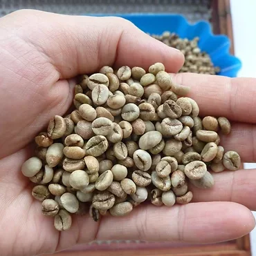 Ready to Ship 100% Top Quality Robusta grade 2 screen 13 - Raw Coffee Beans from Viet Nam Robusta Coffee Bean Exporter