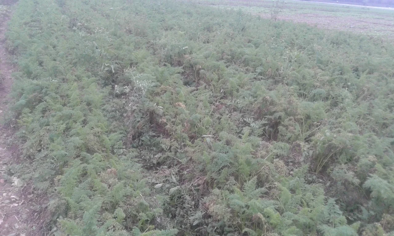 Красная свежая морковка вьетнамское производство высокое качество Лучшая цена (используется для основных блюд в Азии на Ближнем Востоке и т.