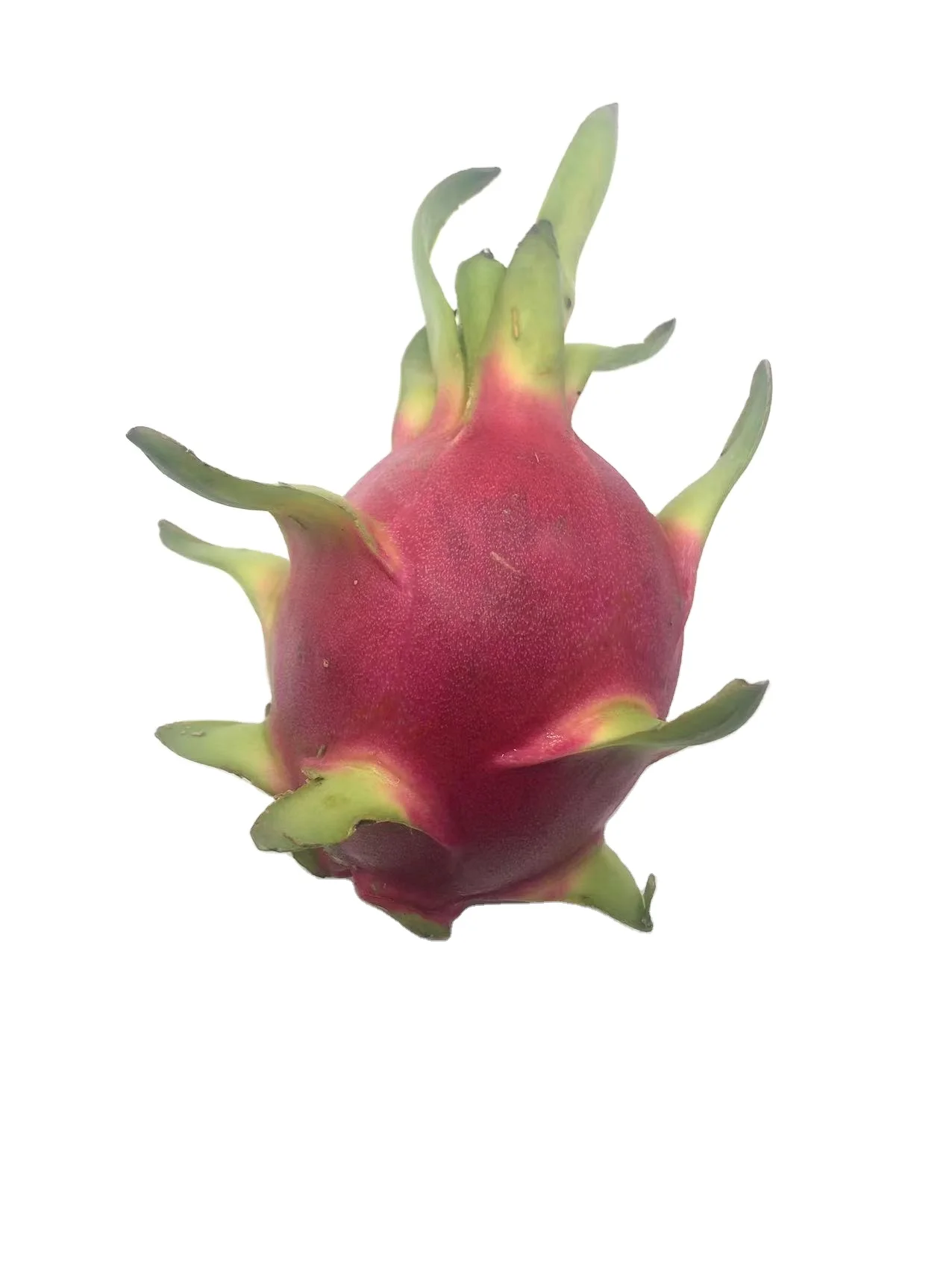 Fresh Dragon Fruit from High Quality and Competitive Price Thailand product
