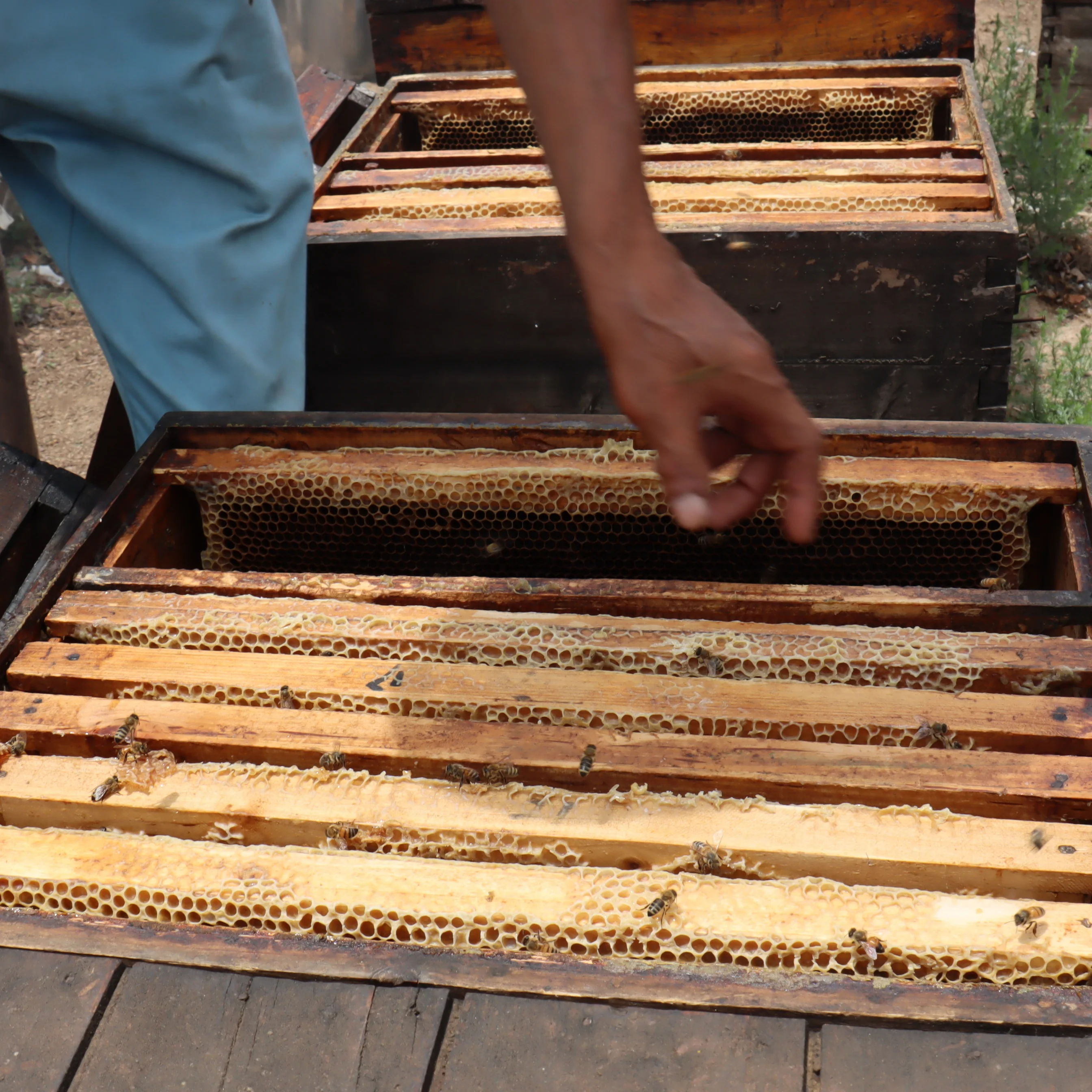 Hot Sell 28KG Bucket Natural Sidr Honey Pure to Yemen Free Bottle Packaging Light Amber / Dark Amber Raw Honey Honey from Spain