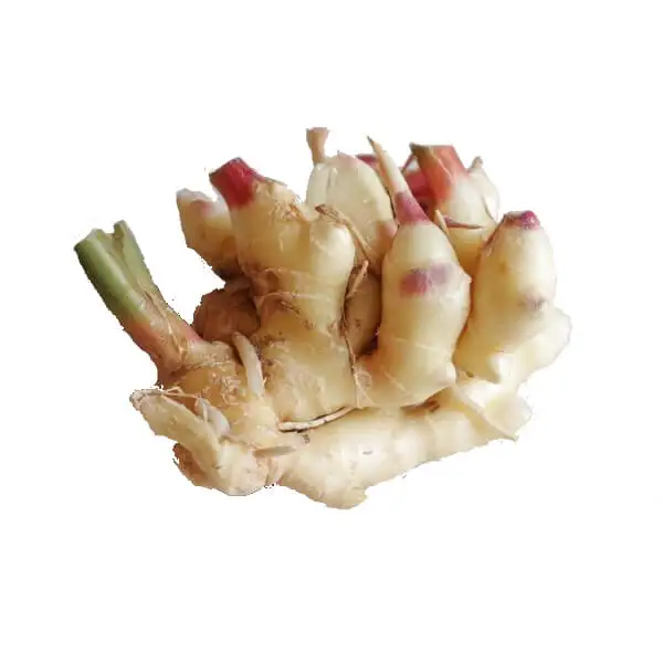 
NEW CROP 2021 FRESH YOUNG GINGER VIETNAM WITH BEST PRICE 