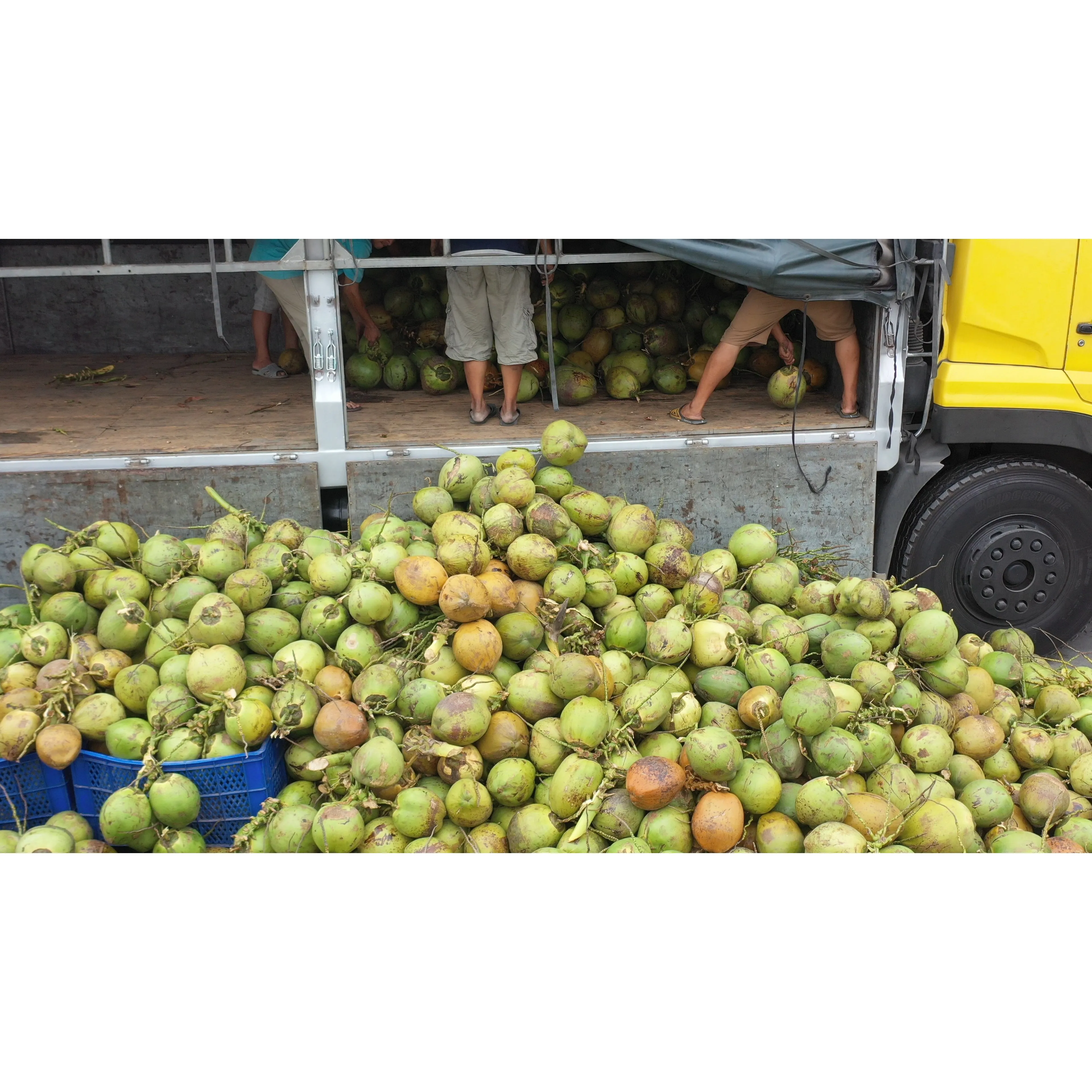 450ml VINUT Plastic Bottle Coconut water with Mango Sale fresh customized label Distribution Low-Salt in Vietnam