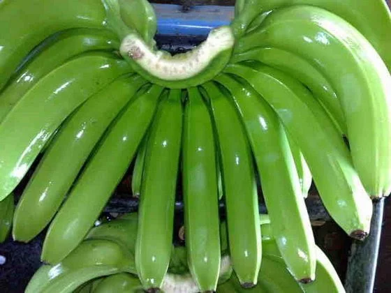 WHOLESALE LABA BANANA WITH HIGH QUALITY AND BEST SELLER COMPETITIVE PRICE FORM VIETNAM IN 2024