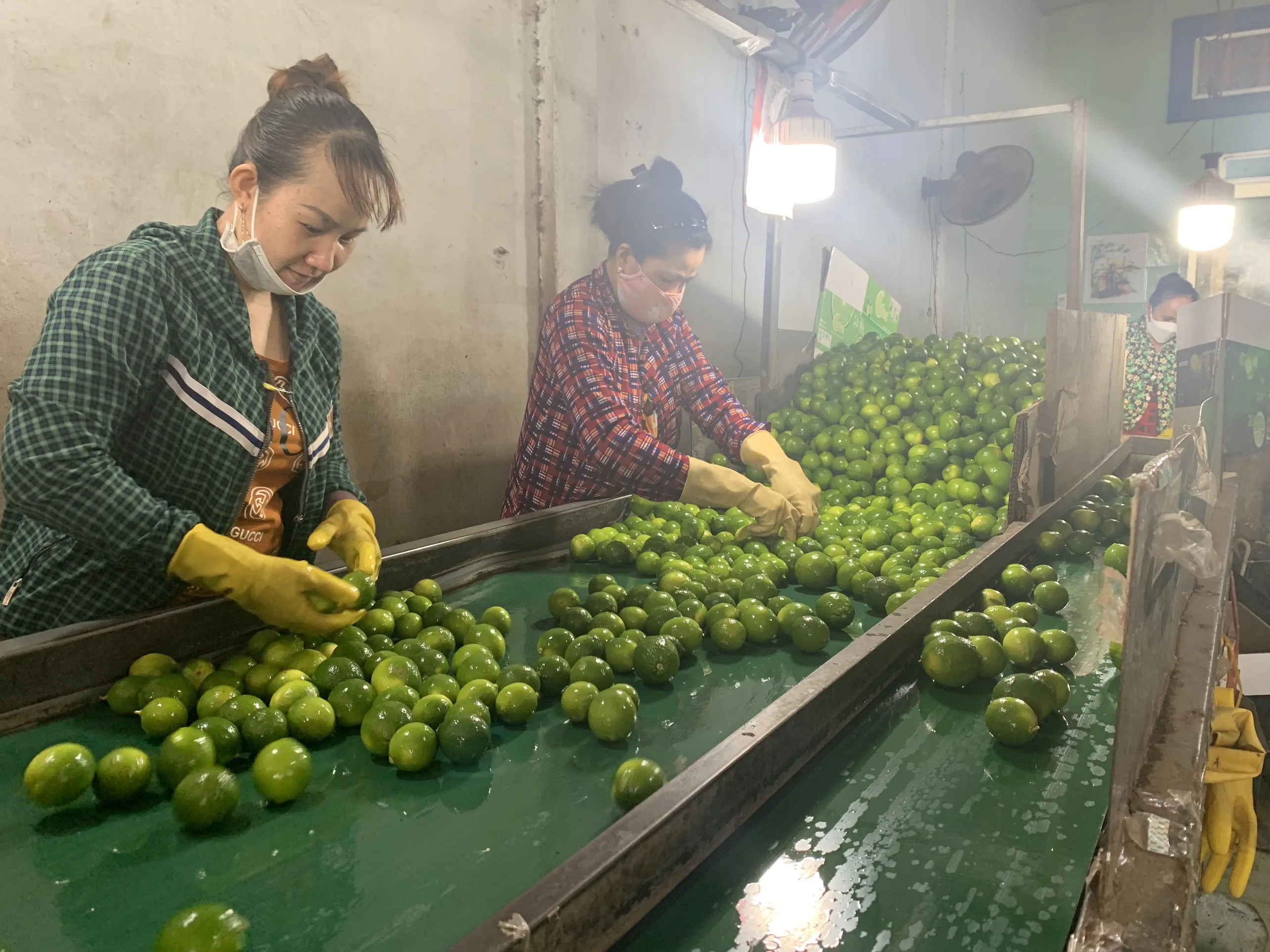 Wholese High Quality New Harvest FRESH SEEDLESS LIME LEMON From Viet Nam