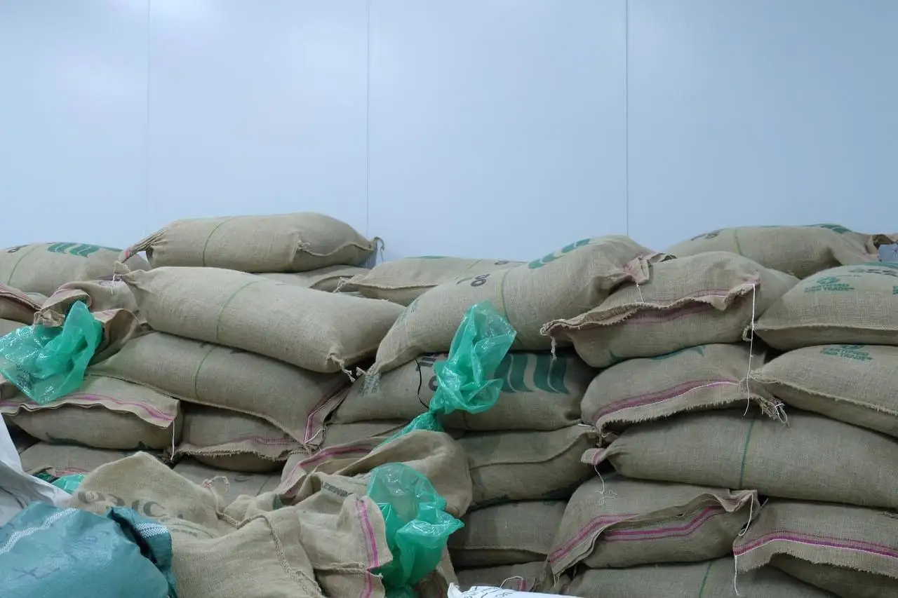 Вьетнамская зеленая фасоль ROBUSTA ARABICA кофе Лучшая цена Хорошее качество S16 S18 чистый сорт 1 упакован в мешок 60 кг