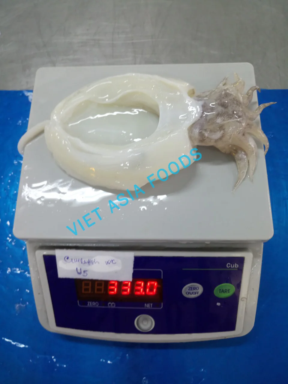 
Best Quality Frozen Cuttlefish from Vietnam 