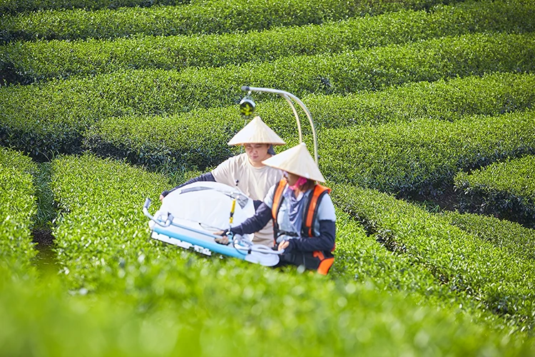 Tea plucking machine | Tea harvesting machine | One-man operated electric tea cutting machine