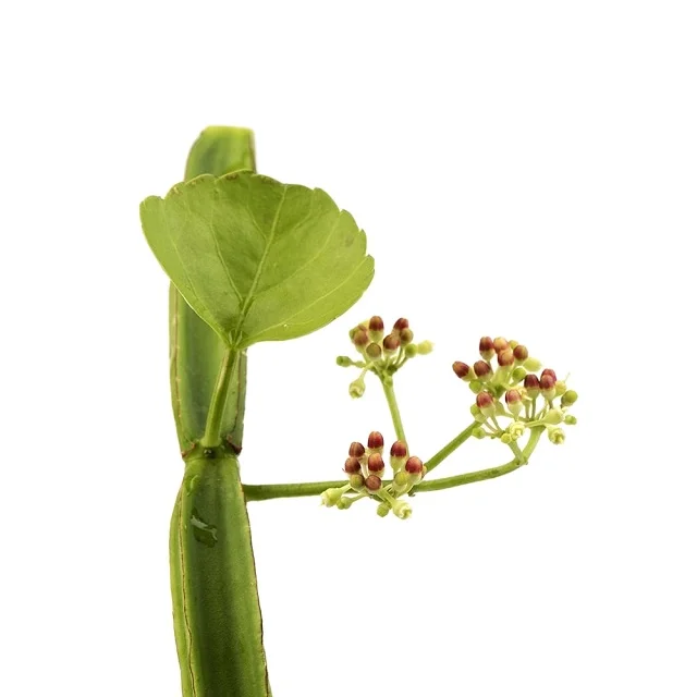 cissus quadrangularis dry powder extract from India at very cheap price and with best quality cissus in powder form