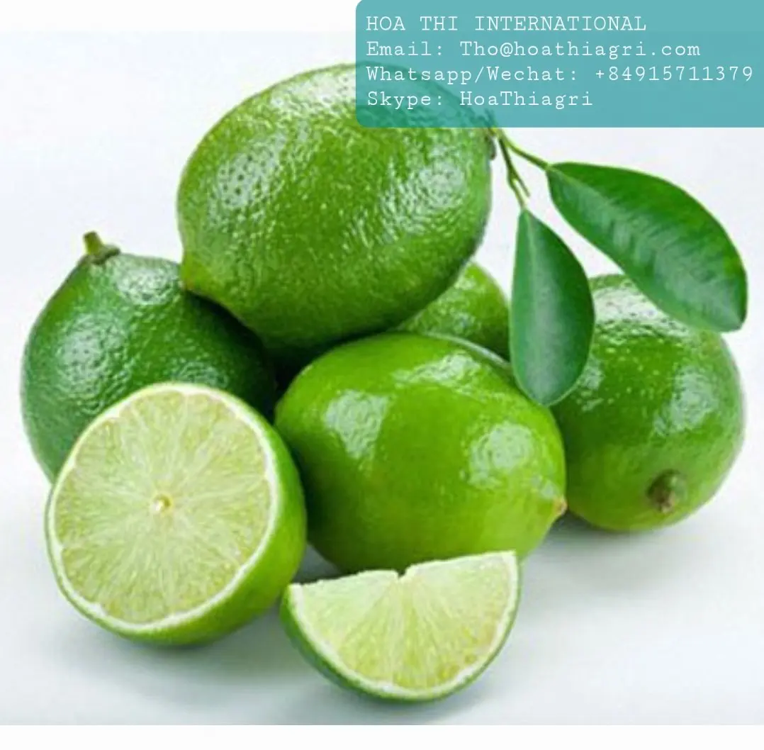 Fresh Fruit Seedless Maturity Natural Good Quality Big Sour Taste Size 5cm 12 Months Shell Life Full Vitamin C Green Lemon Lime