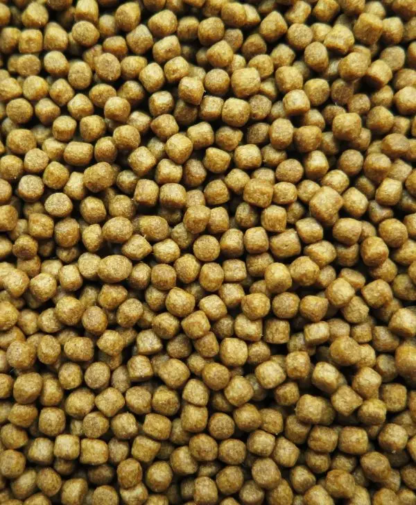 Feed specialized for Seabass fish - UP SEABASS FEED - for seabass fish 20kg/bag export from Vietnam good quality