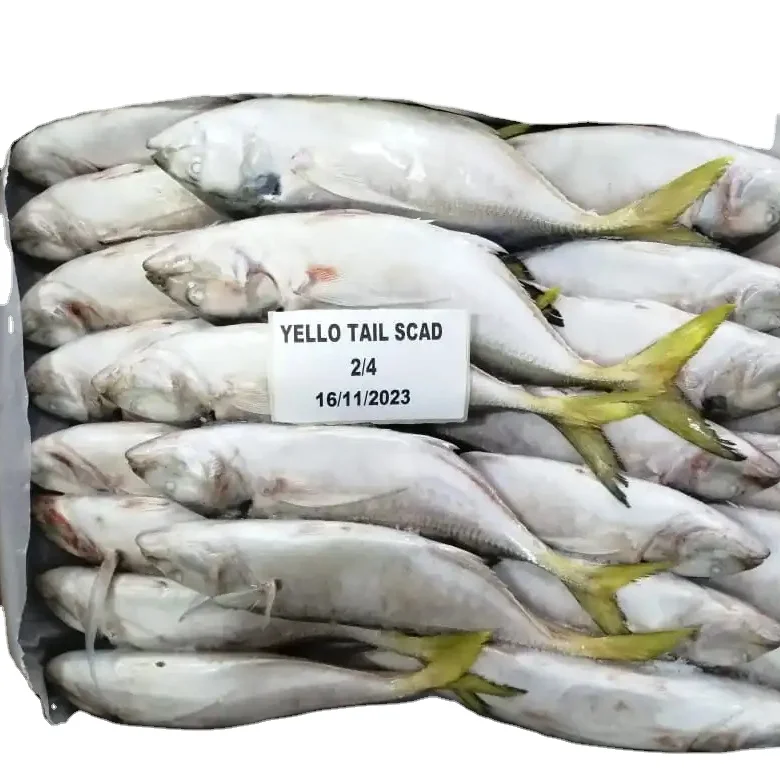 FROZEN YELLOW TAIL SCAD WHOLE ROUND 24 MONTHS SHELF LIFE  READY STOCK ITEM  OMAN ORIGIN FOR SALE