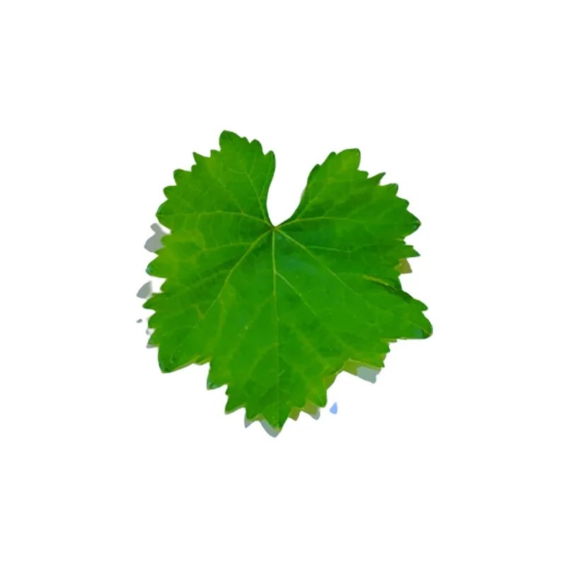 Premium Quality Turkey Origin Wholesale %100 Natural Vine Grape Raisins Sultana Leaves in Brine