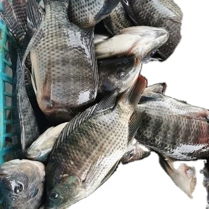TILAPIA FROZEN WHOLE/FILLET/GILLED GUTTED PREMIUM QUALITY FOR SALE