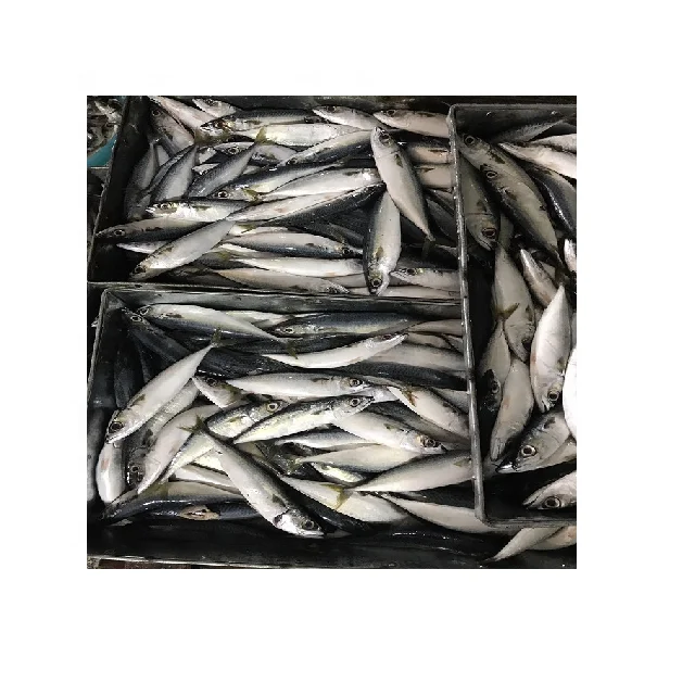 Дешевая заводская цена индийская поставка Тихоокеанская скумбрия морепродукты