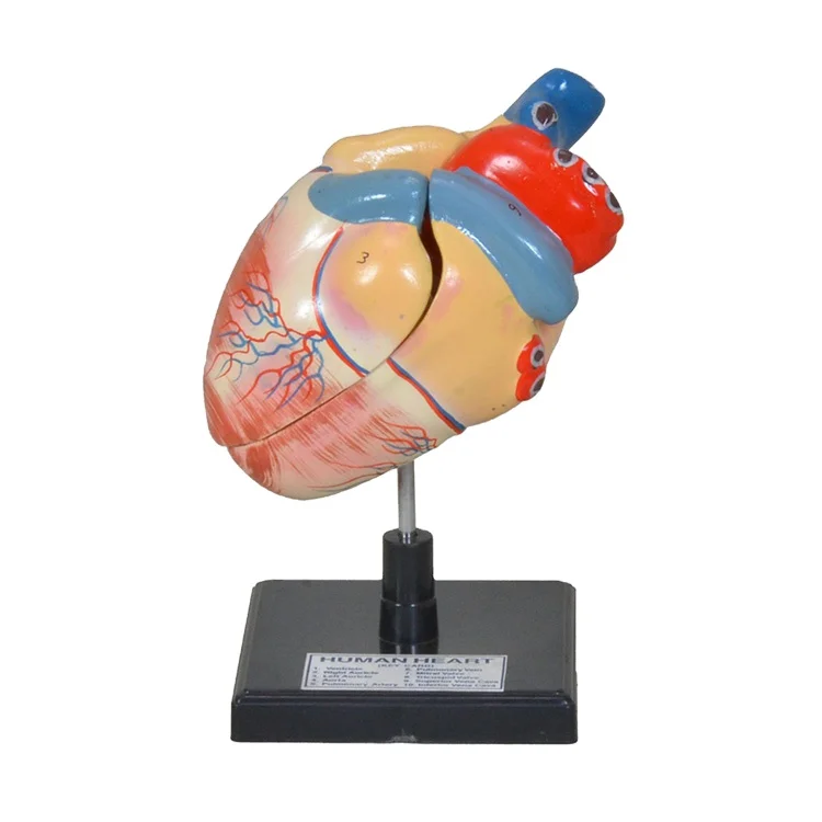Medical Science Anatomical Models Top Quality Ear Heart Brain Lungs Digestive Respiratory Nervous Head Circulatory Model