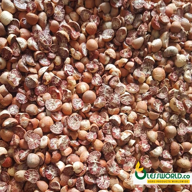 Betel nut whole 90/96 good cut