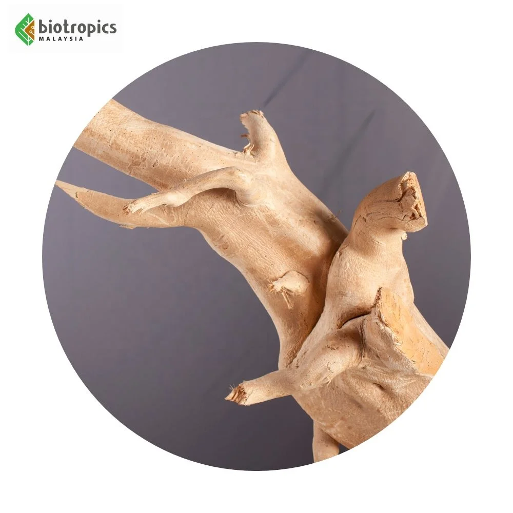 Authentic Malaysia Tongkat Ali (Eurycoma longifolia) Herbal Extract Root Powder Wild-Cultivated Ingredient Coffee Energy Drinks