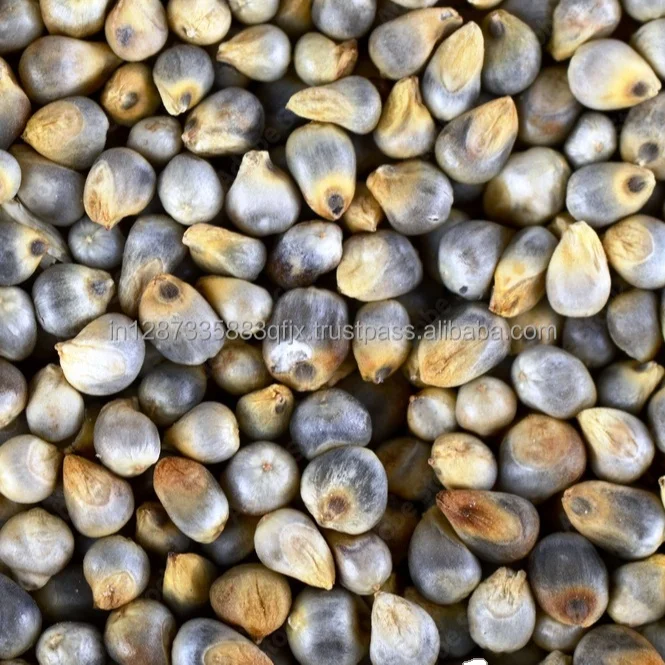 Green Millet for Animal feed Available for sale