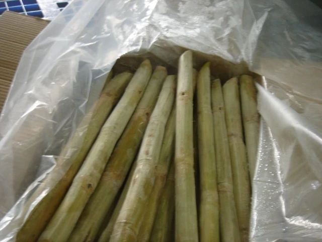 Fresh sugar cane for juice