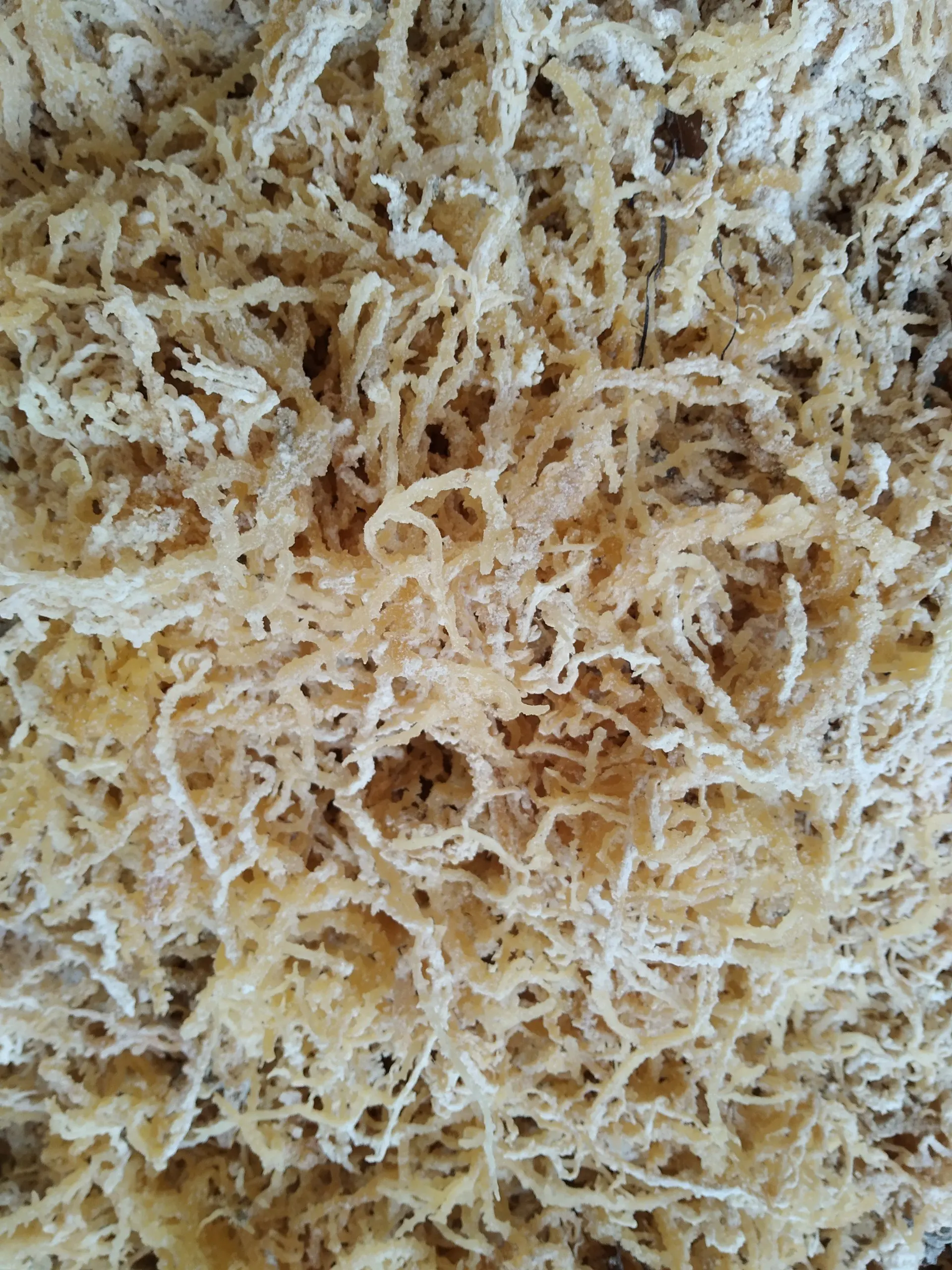 IRIS SEA MOSS VIETNAM High Quality and Cheap Price +84 978495473