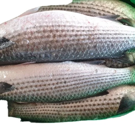FROZEN GREY MULLET ( MUGIL CEPHALUS ) SEA FISH HIGH QUALITY INDIAN SEAFOOD EXPORT  MUGIL CEPHALUS