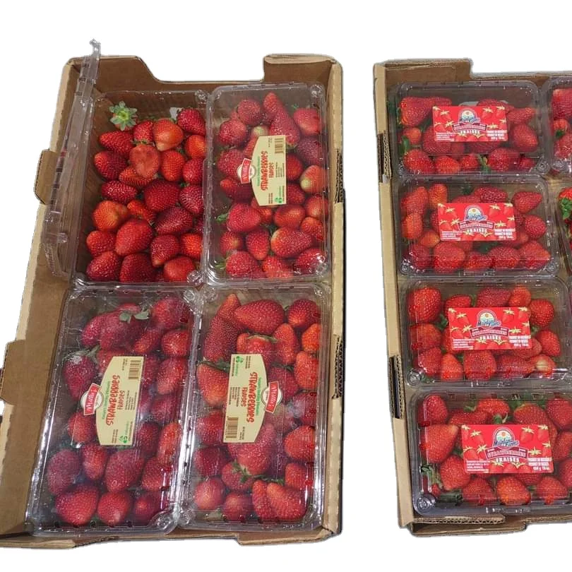 Top Quality Class A Fresh seeds and Seedless Grapes.