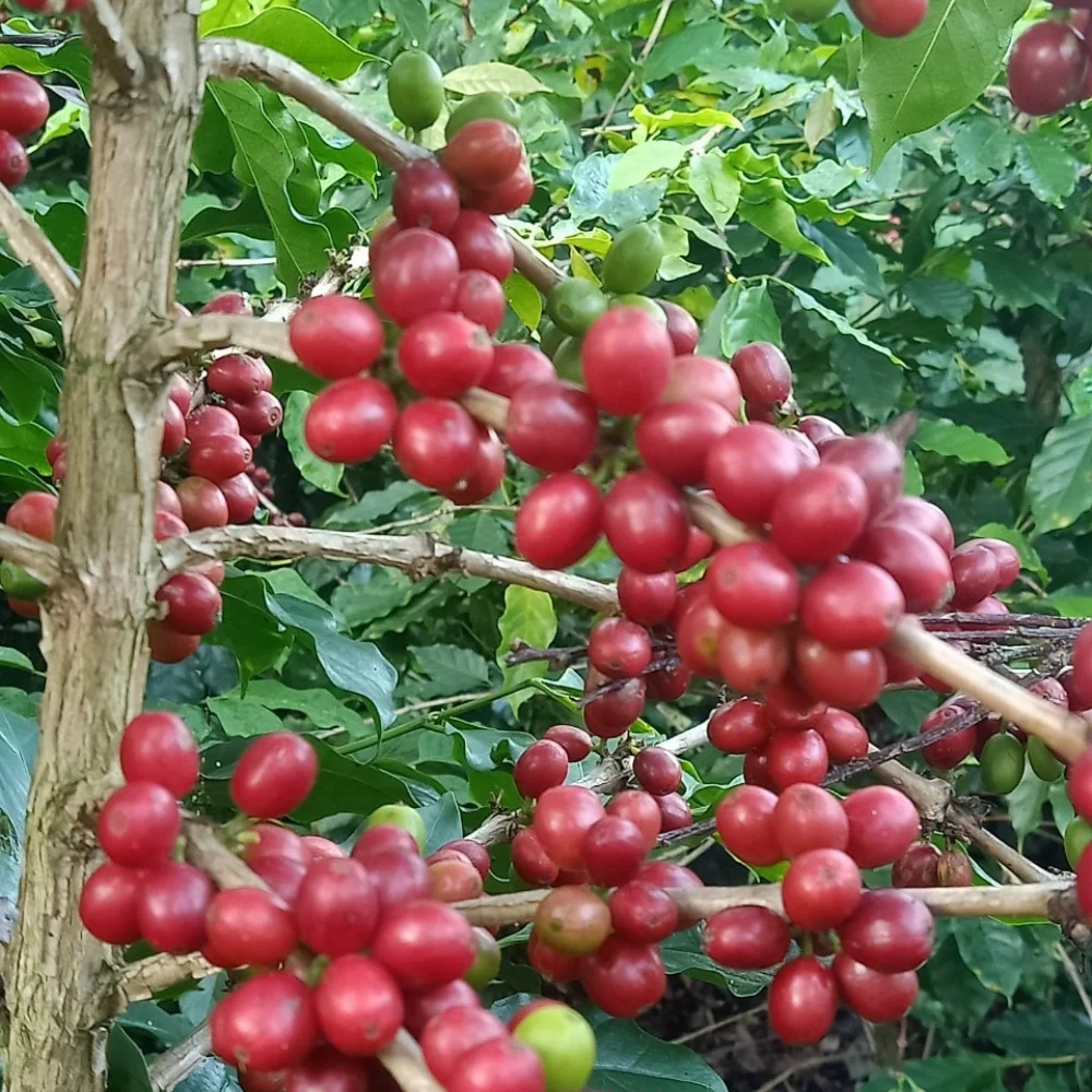 Freshly roasted coffee bean ground coffee from Vietnamese 100% Robusta packing 250/500g pouch